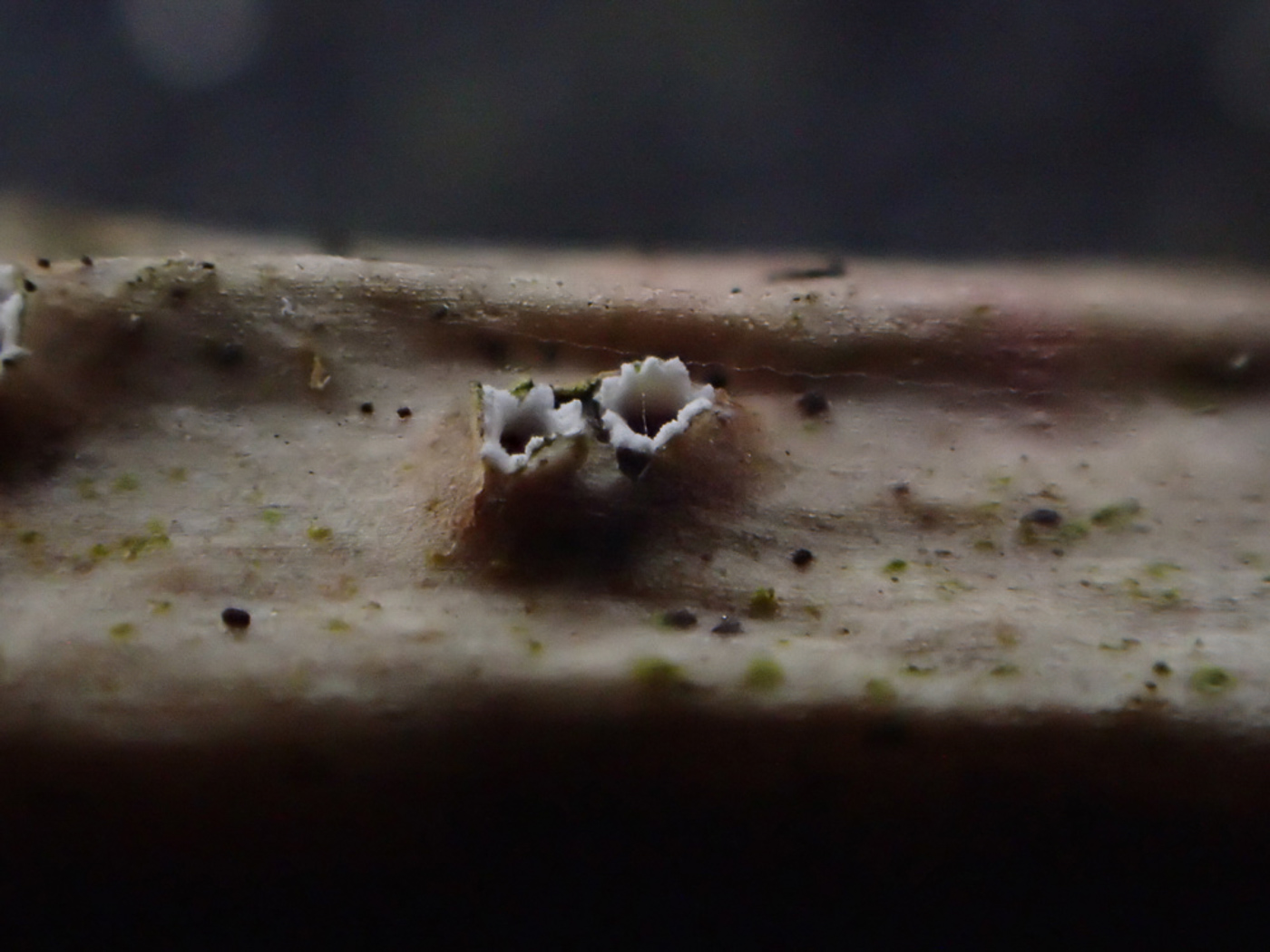 Photo © Sarah Ebdon Stictis radiata by Sarah Ebdon